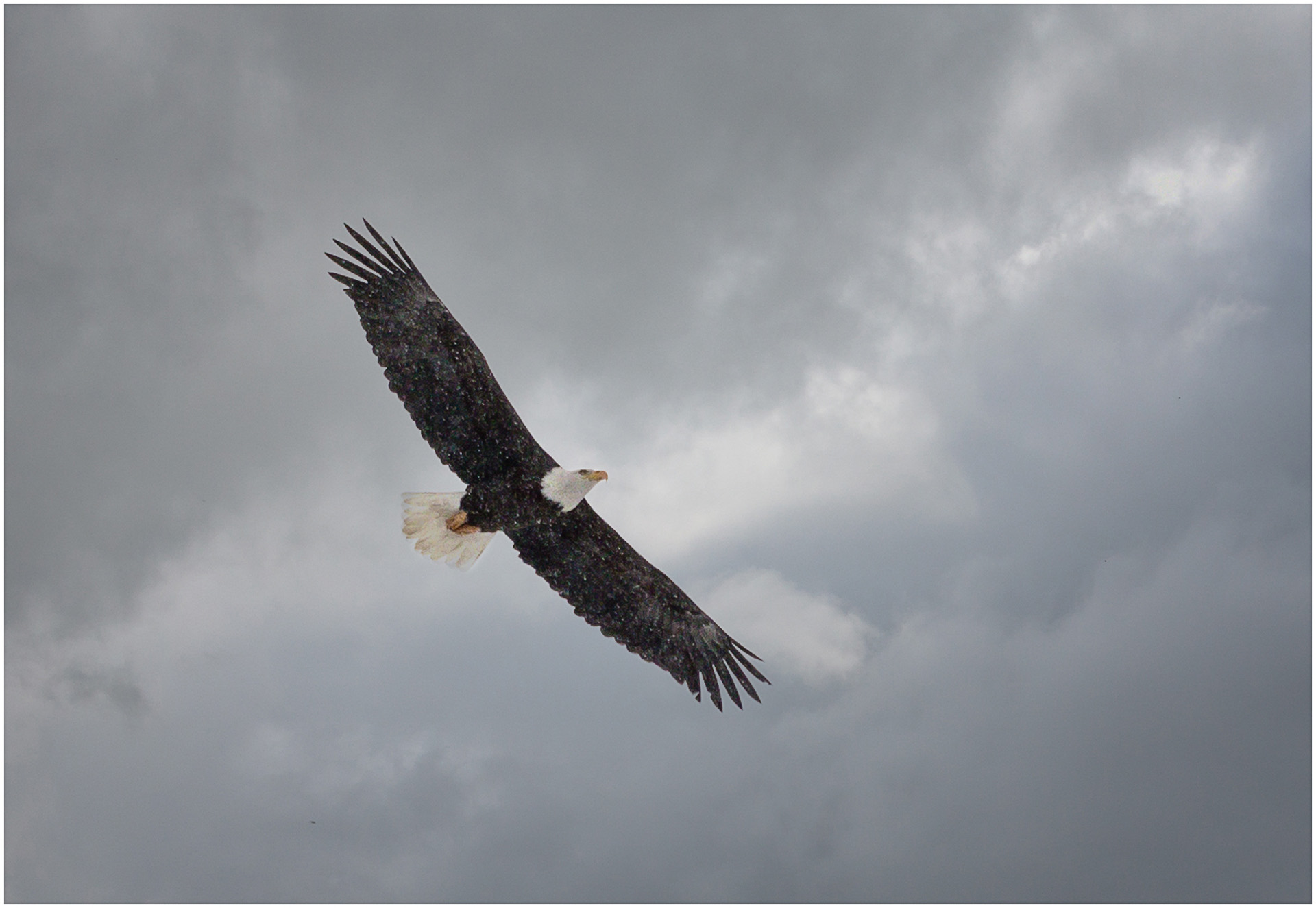 Bald Eagle In Flight