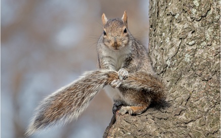 Squirrel Grooming