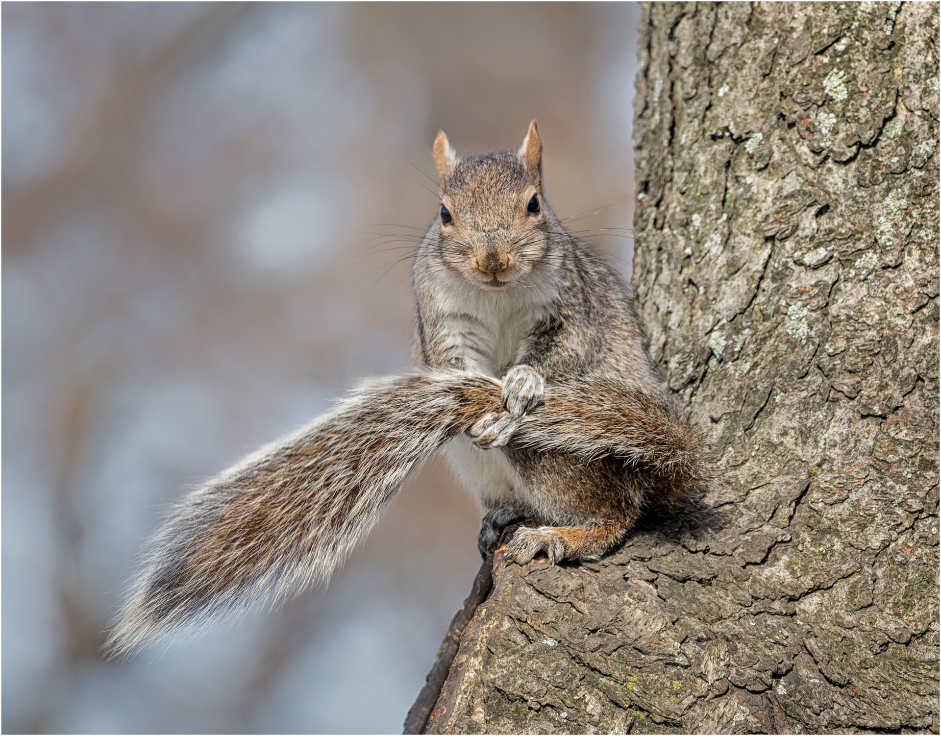 Squirrel Grooming