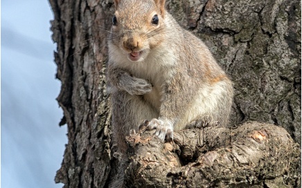 A Laughing Squirrel