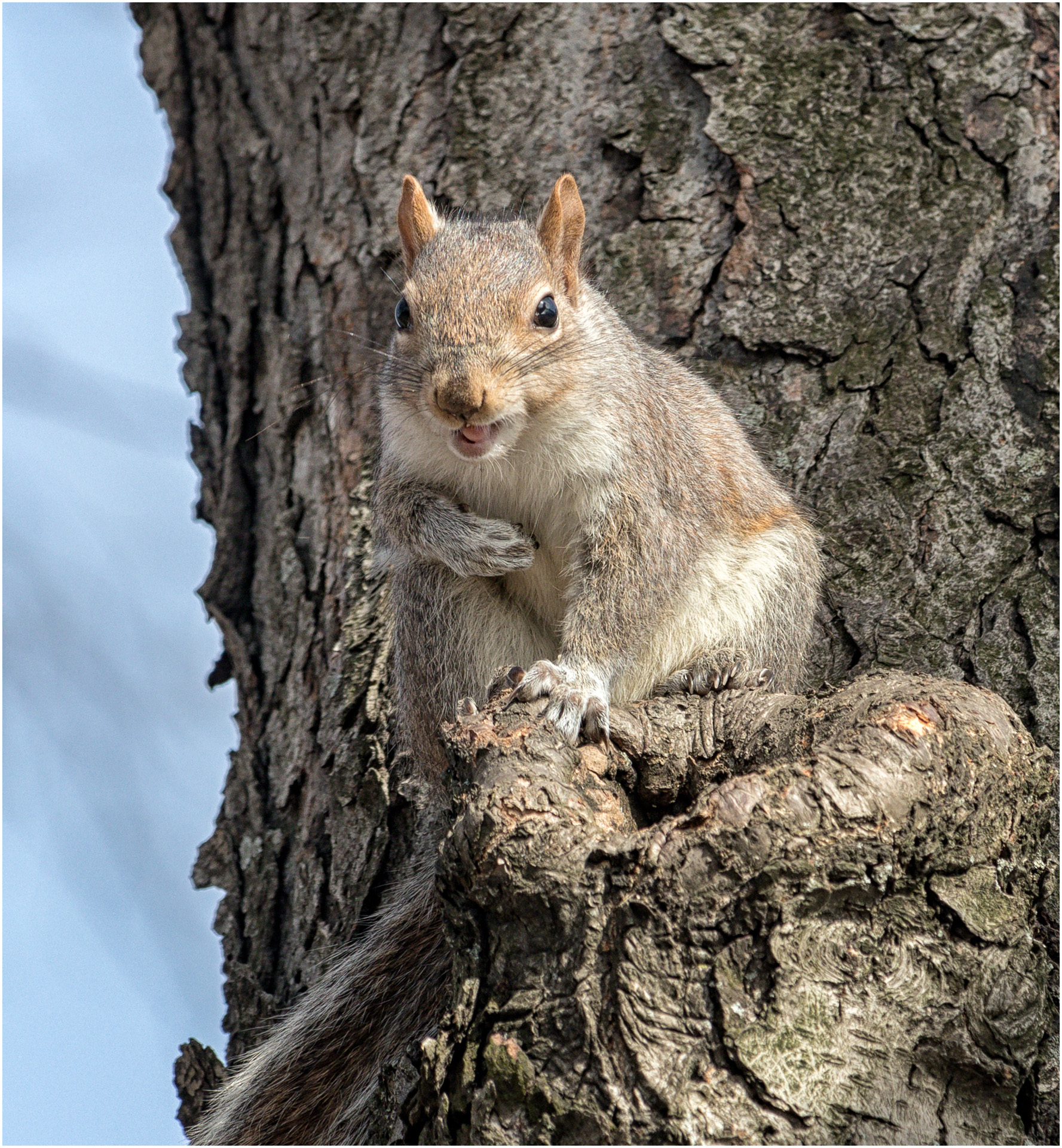 A Laughing Squirrel