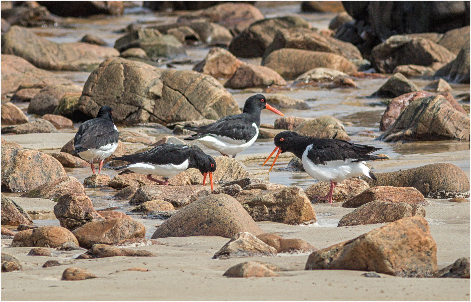 Oystercatchers on Gary Beach