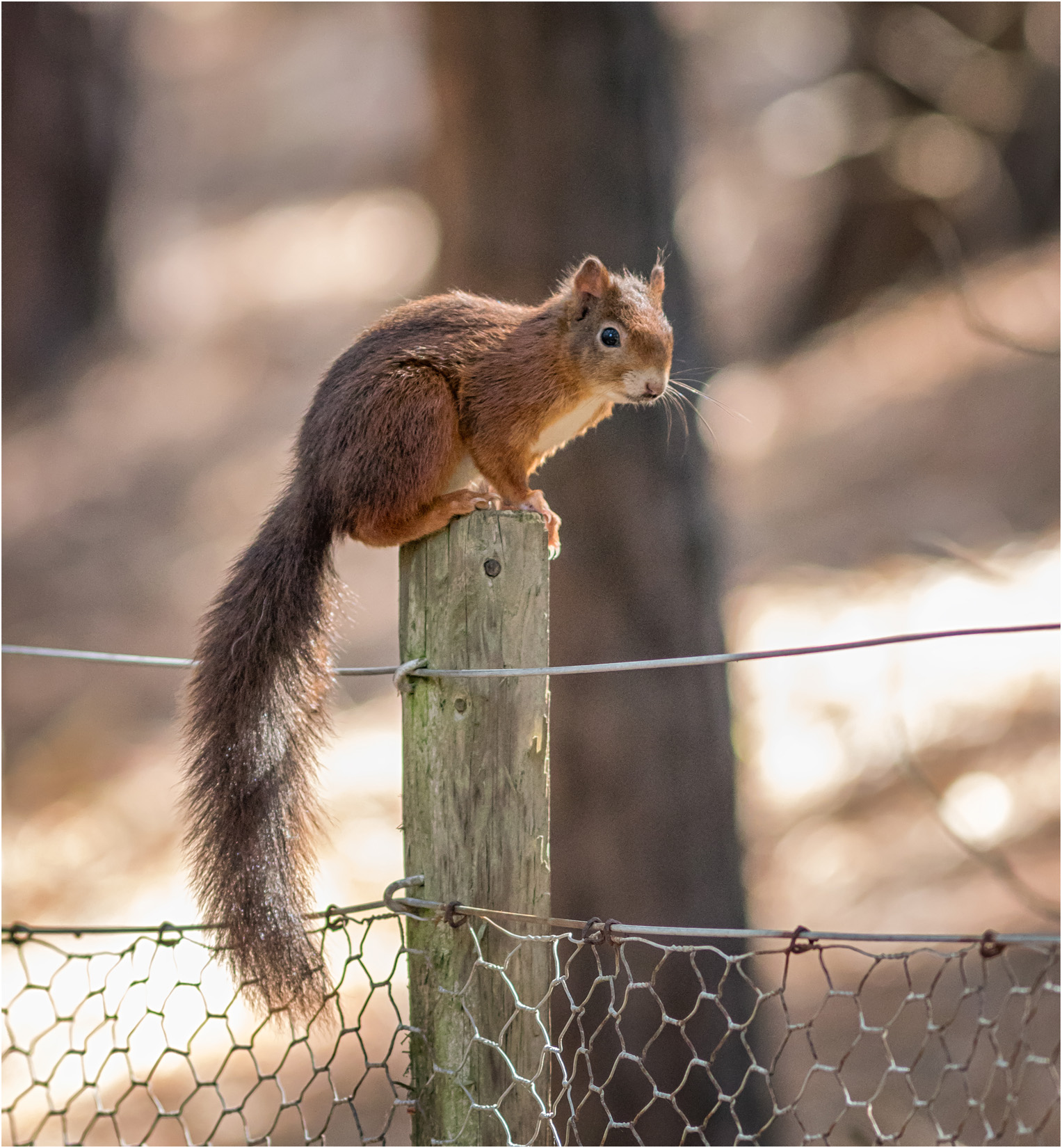 Squirrel Post