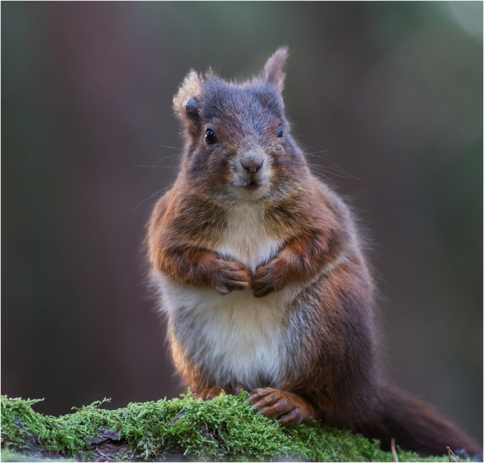 Red Squirrel Posing