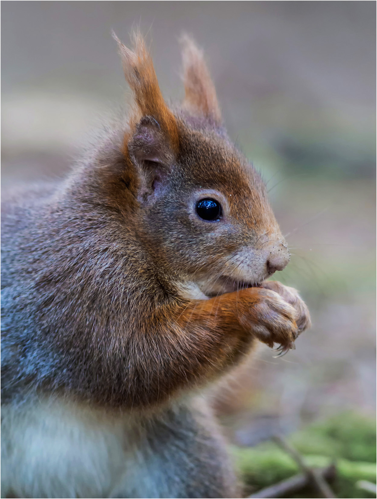 A Munching Squirrel