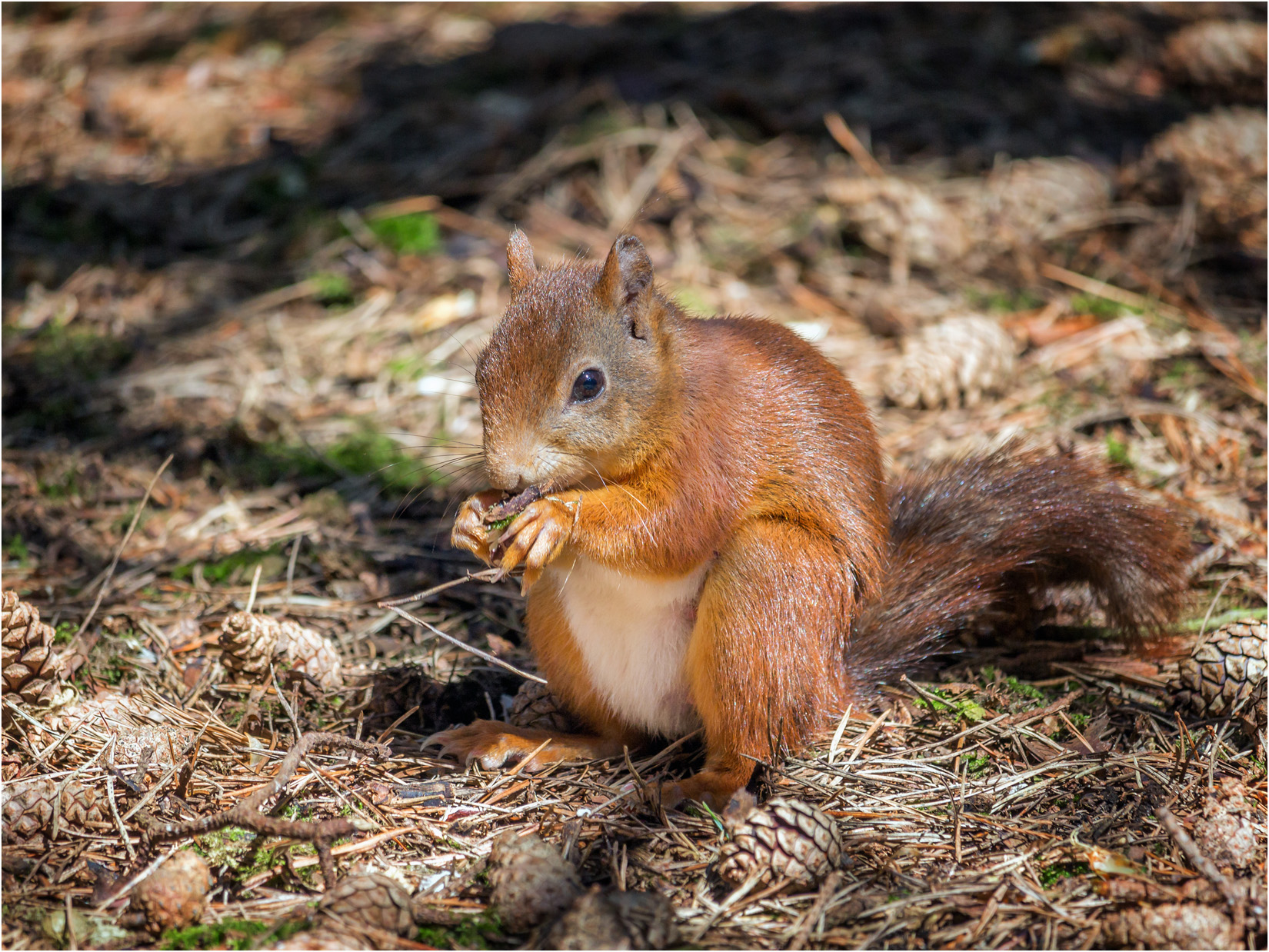 A Munching Squirrel