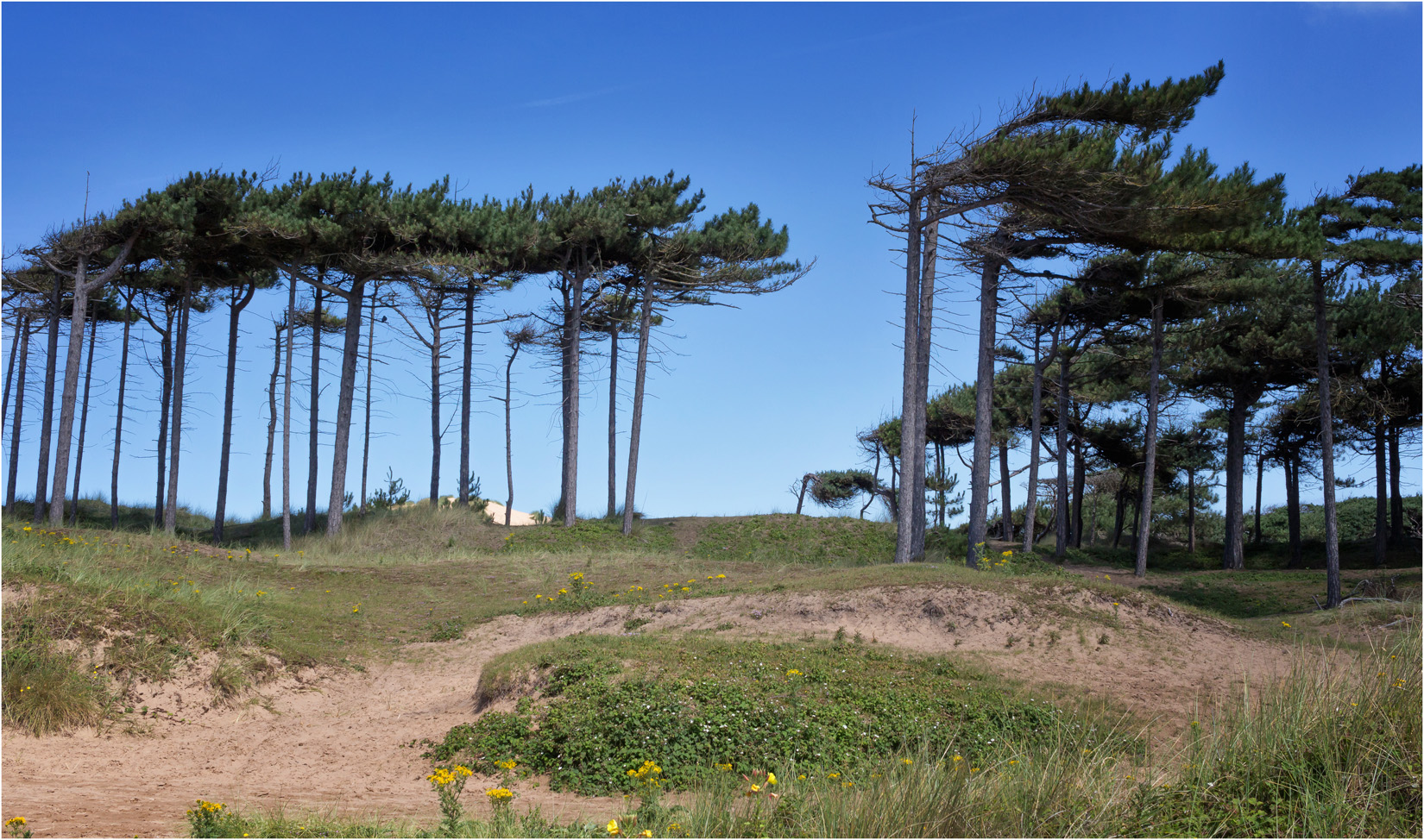 Windblown Trees at Formby Beach