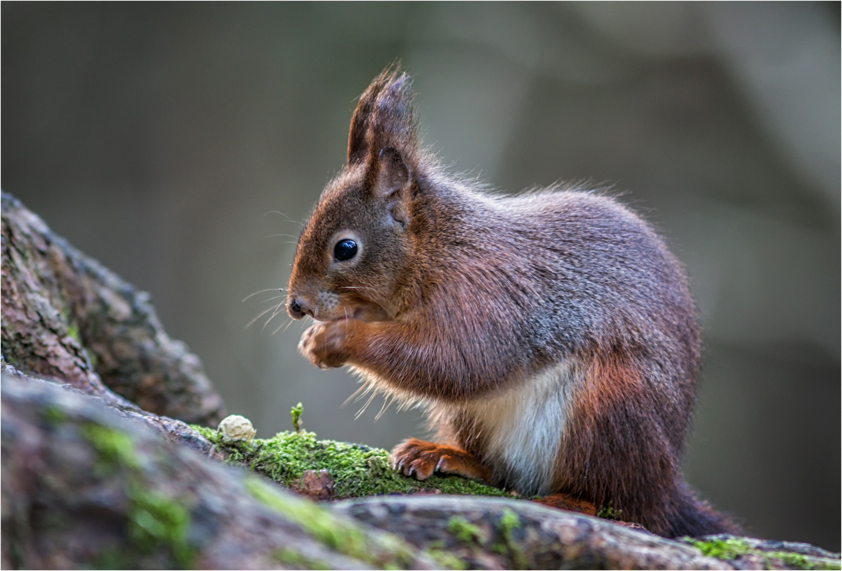 Red Squirrel