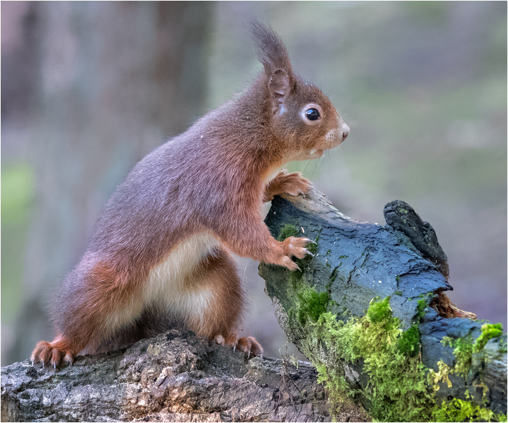 Red Squirrel Lookout