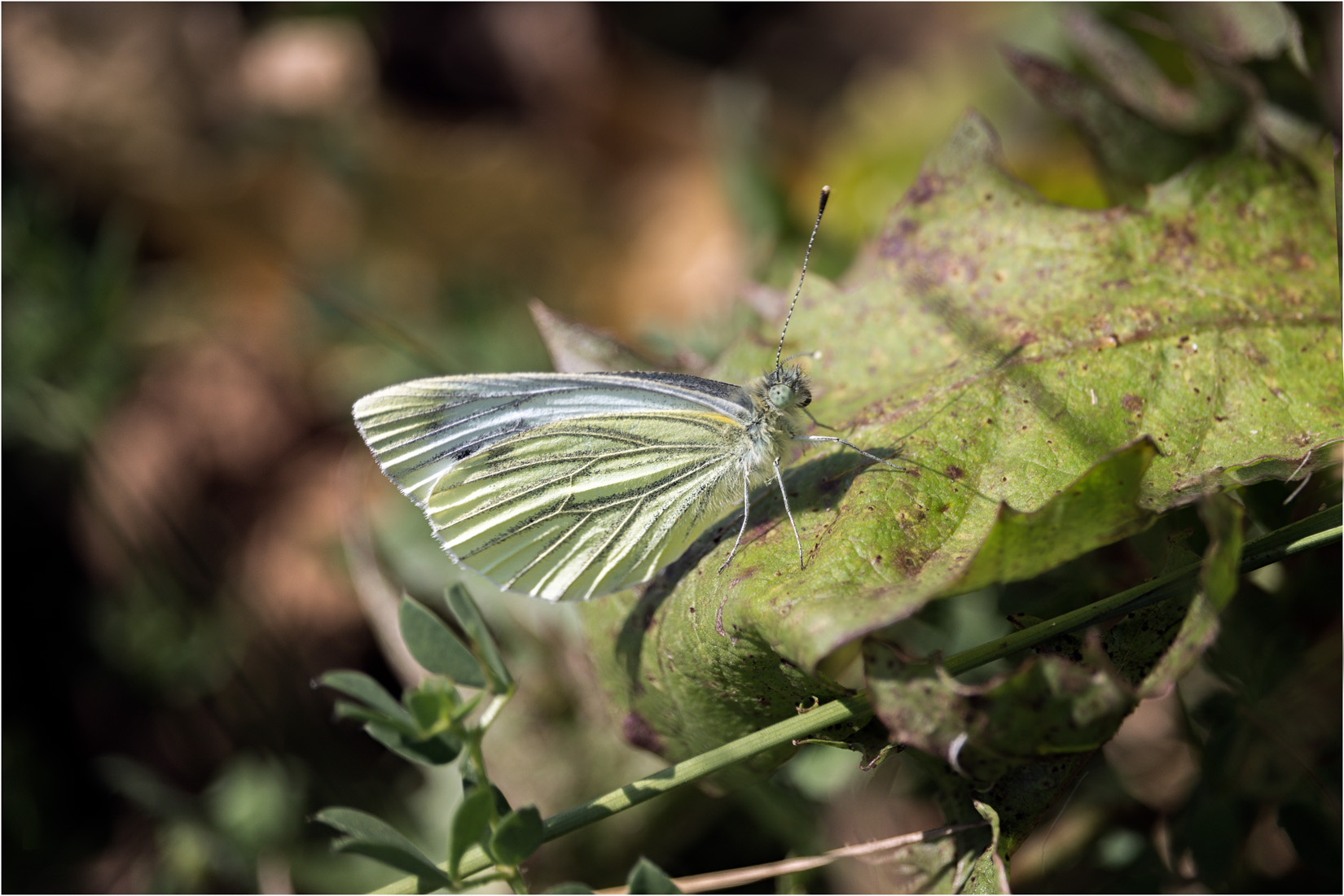 Small White Butterly at Plover Scar