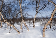Snowy Silver Birches
