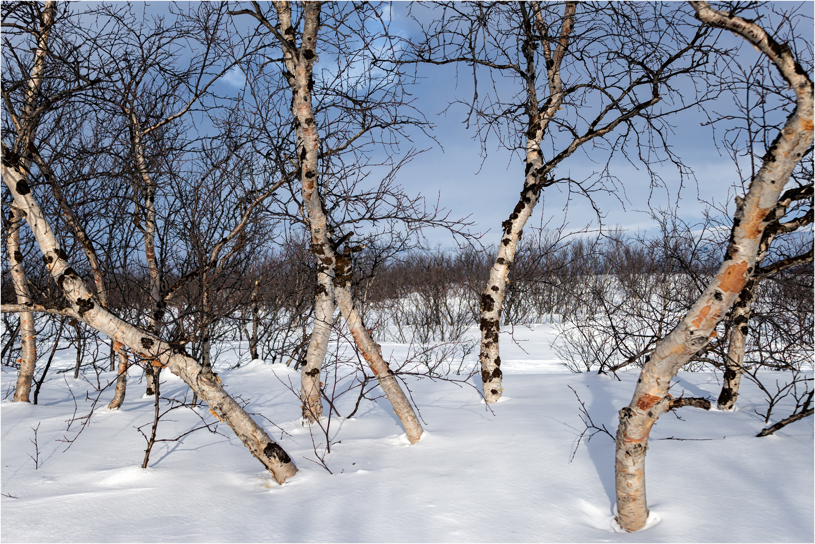 Snowy Silver Birches