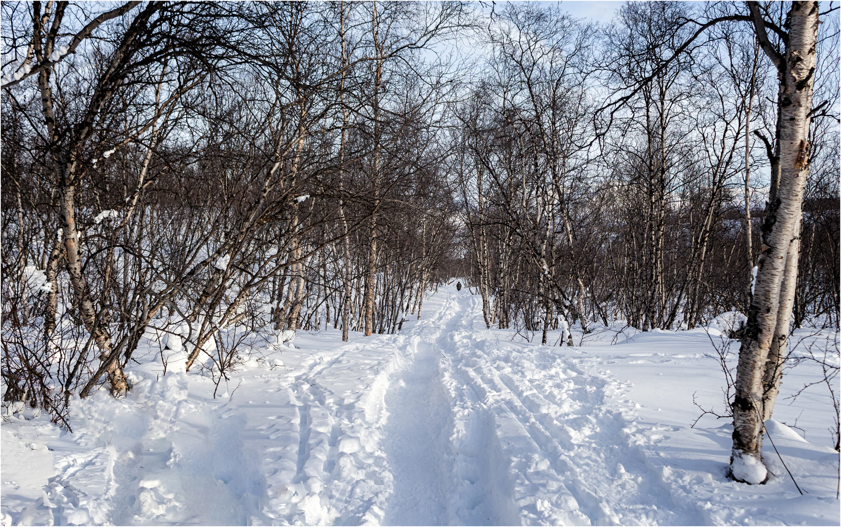 A Walk In The Woods