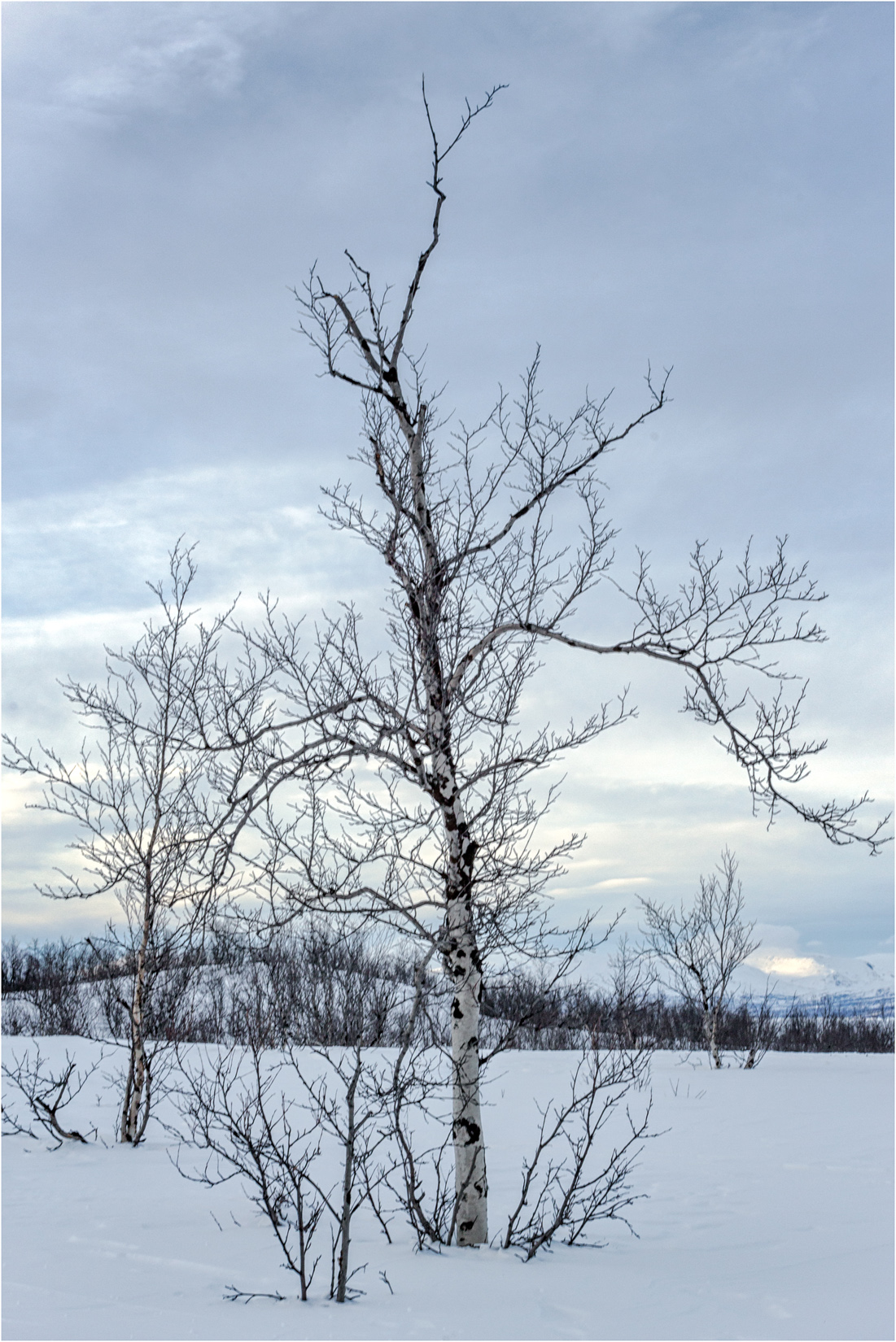 Snowy Silver Birch