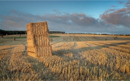 Hay Bales near Dunstanburgh