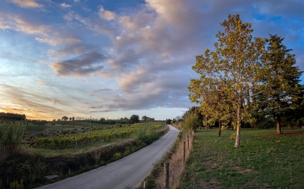 Borgo Argiano Vineyards