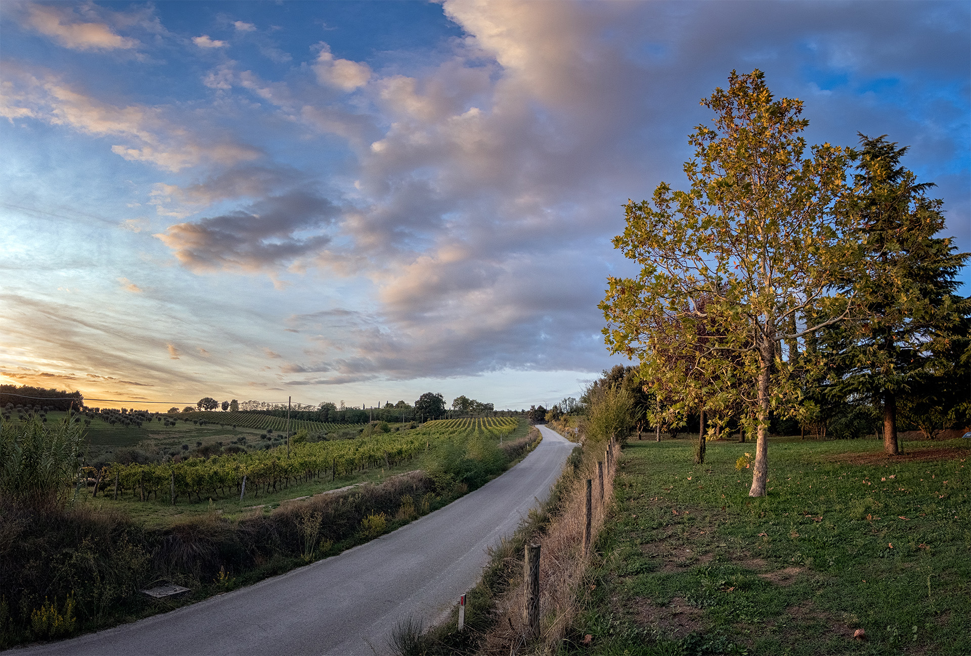 Borgo Argiano Vineyards