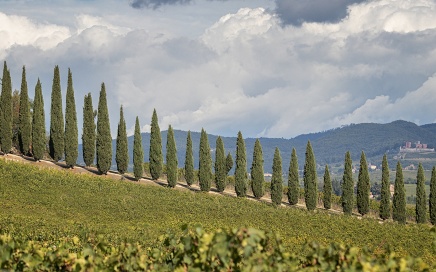 Cypress Trees Near Borgo Argiano