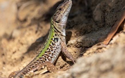 Common Lizzard