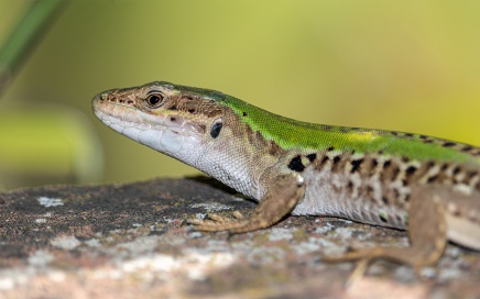 Common Lizzard