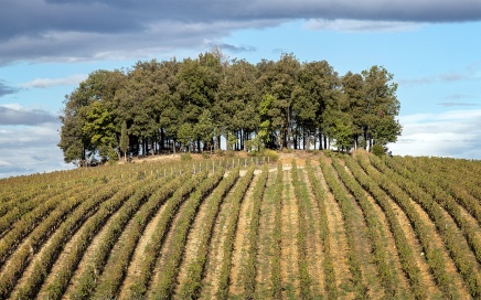 Chianti Vineyard