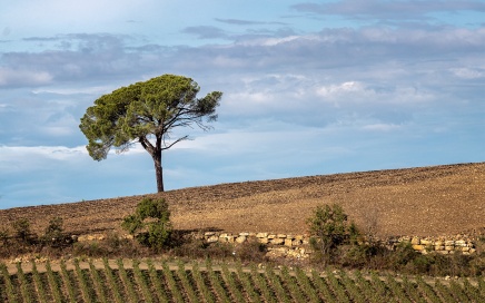 Chianti Vineyard