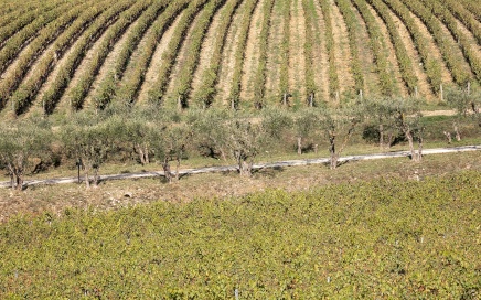 Chianti Vineyard