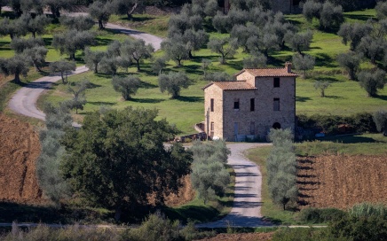 Vineyards at Magione