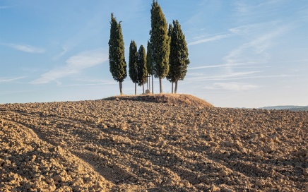Cypress Trees near Podere Belvedere