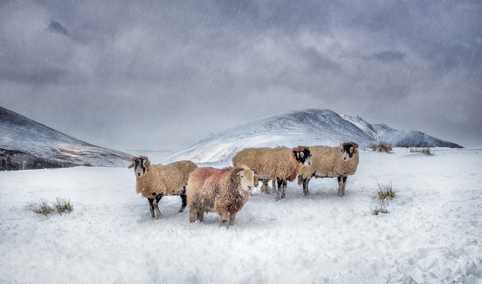 Winter Woollies - Score: 21pts
