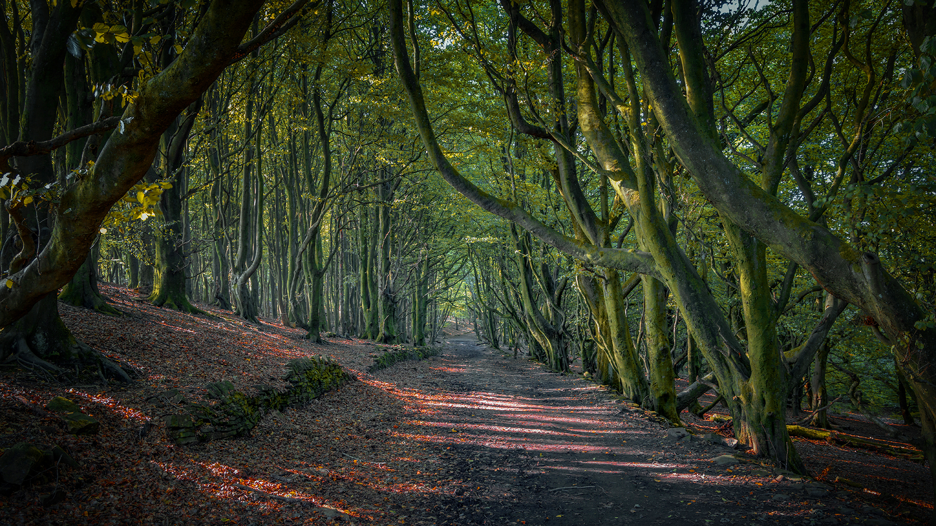 Roddlesworth Wood 